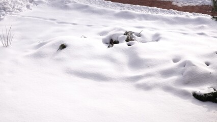 Rośliny widoczne z pod pokrywy śnieżnej. Zasypane rośliny śniegiem w okresie zimowym. © tomo81