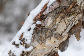 Snow covered yellow birch trunk