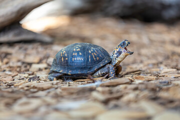 Eastern Box Turtle