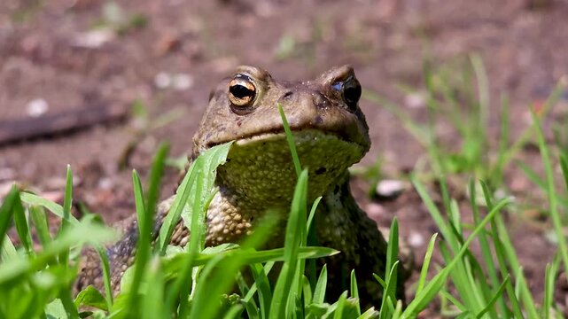 An earthen toad in the sand.