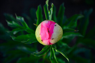 pąk kwiatowy r&oacute;żowej piwoni, mr&oacute;wki na paku piwoni, piwonia chińska (Paeonia lactiflora),  Formicidae, Chinese peony, Chinese herbaceous peony, common garden peony