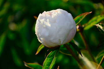 pąk kwiatowy białej piwoni, piwonia chińska (Paeonia lactiflora),  Chinese peony, Chinese herbaceous peony, common garden peony