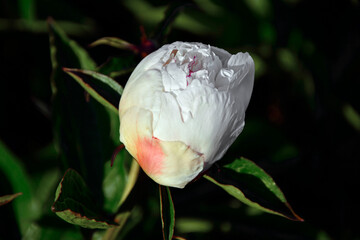 pąk kwiatowy białej piwoni, piwonia chińska (Paeonia lactiflora),  Chinese peony, Chinese herbaceous peony, common garden peony