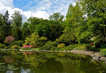 ogr&oacute;d japoński kwitnące r&oacute;żaneczniki i azalie, ogr&oacute;d japoński nad wodą, japanese garden blooming rhododendrons and azaleas, Rhododendron, designer garden