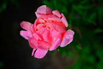 rózowa piwonia chińska w ogrodzie na rozmytym tle (Paeonia lactiflora), Chinese peony, Chinese herbaceous peony, common garden peony, pink peony on a blurred background © kateej