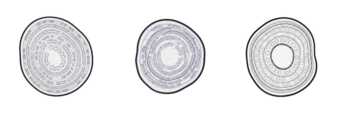 Cell Amyloplast (Starch Plastid) Non-Pigmented Plastid in Plant Cells Specializing in Starch Storage and Biosynthesis, Contributing to Energy Reserve and Metabolic Processes Isolated on White Backgrou