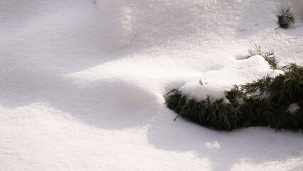 Rośliny widoczne z pod pokrywy śnieżnej. Zasypane rośliny śniegiem w okresie zimowym. © tomo81