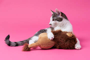 kitten, valentine theme