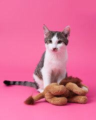 kitten, valentine theme