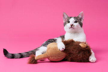 kitten, valentine theme