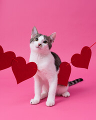 kitten, valentine theme