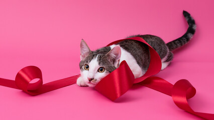 kitten, valentine theme
