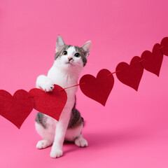 kitten, valentine theme