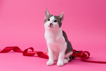 kitten, valentine theme