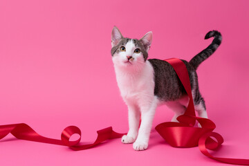 kitten, valentine theme