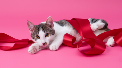 kitten, valentine theme