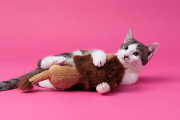 kitten, valentine theme