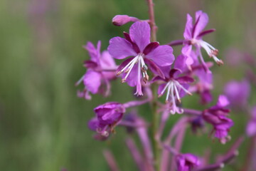 Fototapeta premium purple flowers in the garden