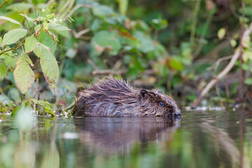 Eurasian beaver (Castor fiber) feeding in calm forest water, holding a branch with its paws. Semi-aquatic rodent in natural wetland habitat, peaceful wildlife scene.