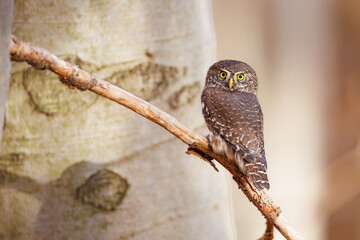 Close-up of a tiny Pygmy Owl (Glaucidium passerinum) perched alertly on a branch near a blurred birch trunk, showcasing spotted brown feathers and piercing yellow eyes in soft light