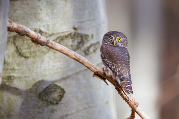 Close-up of tiny Pygmy Owl (Glaucidium passerinum) perched alertly on mossy branch against blurred birch trunk, with spotted brown feathers and piercing yellow eyes in soft light