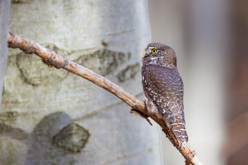Close-up of tiny Pygmy Owl (Glaucidium passerinum) perched alertly on mossy branch against blurred birch trunk, with spotted brown feathers and piercing yellow eyes in soft light