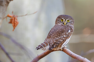 Close-up of tiny Pygmy Owl (Glaucidium passerinum) perched alertly on mossy branch against blurred birch trunk, with spotted brown feathers and piercing yellow eyes in soft light