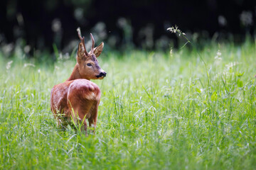 Male roe deer (Capreolus capreolus) standing alert in green meadow. Elegant wild ungulate with small antlers in natural habitat, soft background, European wildlife.