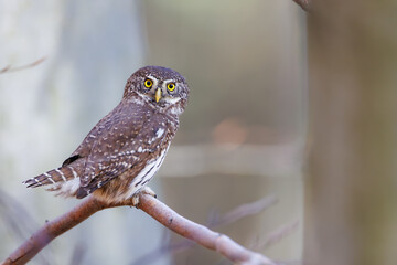 Close-up of tiny Pygmy Owl (Glaucidium passerinum) perched alertly on mossy branch against blurred birch trunk, with spotted brown feathers and piercing yellow eyes in soft light