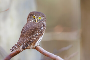 Close-up of tiny Pygmy Owl (Glaucidium passerinum) perched alertly on mossy branch against blurred birch trunk, with spotted brown feathers and piercing yellow eyes in soft light