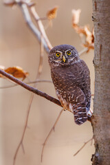Close-up of tiny Pygmy Owl (Glaucidium passerinum) perched alertly on mossy branch against blurred birch trunk, with spotted brown feathers and piercing yellow eyes in soft light