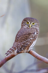 Close-up of tiny Pygmy Owl (Glaucidium passerinum) perched alertly on mossy branch against blurred birch trunk, with spotted brown feathers and piercing yellow eyes in soft light