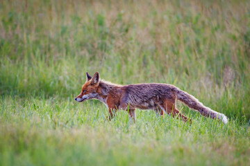 A red fox (Vulpes vulpes) walking through a grassy meadow, alert and focused, captured in natural daylight wildlife setting.