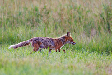 A red fox (Vulpes vulpes) walking through a grassy meadow, alert and focused, captured in natural daylight wildlife setting.