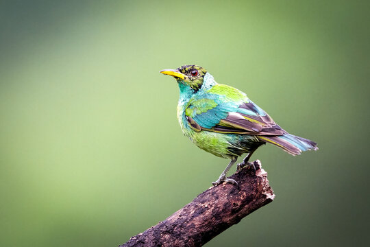 The green honeycreeper, Chlorophanes spiza, immature male
