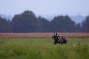 A wild brown bear runs through a green meadow at dawn, splashing dew, with a misty forest and distant mountains softly blurred in the background.