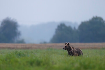 A wild brown bear runs through a green meadow at dawn, splashing dew, with a misty forest and distant mountains softly blurred in the background.