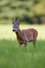 Male roe deer (Capreolus capreolus) standing alert in green meadow. Elegant wild ungulate with small antlers in natural habitat, soft background, European wildlife.