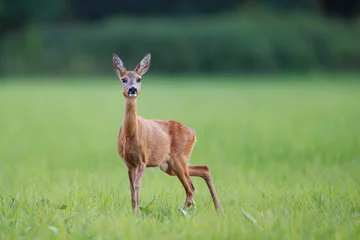 Selbstklebende Fototapeten Rehe Young roe deer (Capreolus capreolus) standing in lush green meadow, reddish-brown coat, large ears raised, blurred forest background.  © Branislav