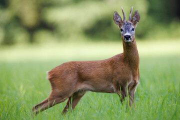 Male roe deer (Capreolus capreolus) standing alert in green meadow. Elegant wild ungulate with small antlers in natural habitat, soft background, European wildlife.