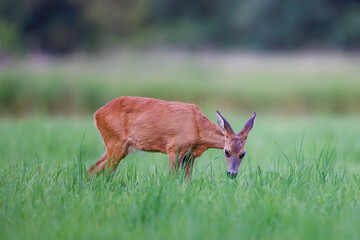 Young roe deer (Capreolus capreolus) standing in lush green meadow, reddish-brown coat, large ears raised, blurred forest background.