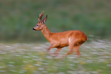 A roe deer buck runs through a meadow, captured in motion with soft background blur, highlighting speed, elegance, and wildlife behavior in a natural green landscape.