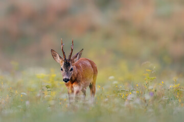 Male roe deer (Capreolus capreolus) standing alert in green meadow. Elegant wild ungulate with small antlers in natural habitat, soft background, European wildlife.