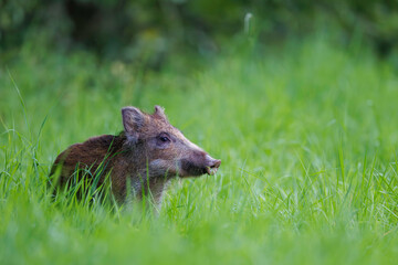 Cute young wild boar piglet (Sus scrofa) peeking curiously from tall green grass in a meadow, with fluffy brown fur, erect ears, snout forward, soft natural bokeh background. 