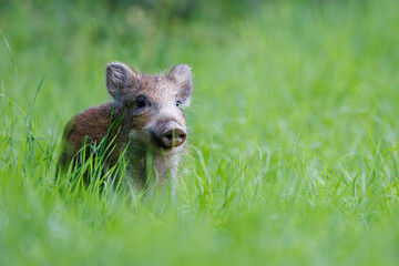Cute young wild boar piglet (Sus scrofa) peeking curiously from tall green grass in a meadow, with fluffy brown fur, erect ears, snout forward, soft natural bokeh background. 