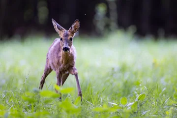 Selbstklebende Fototapeten Rehe Young roe deer (Capreolus capreolus) standing in lush green meadow, reddish-brown coat, large ears raised, blurred forest background.  © Branislav