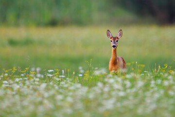 Young roe deer (Capreolus capreolus) standing in lush green meadow, reddish-brown coat, large ears raised, blurred forest background.