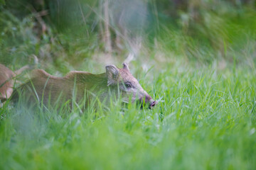 Cute young wild boar piglet (Sus scrofa) peeking curiously from tall green grass in a meadow, with fluffy brown fur, erect ears, snout forward, soft natural bokeh background. 