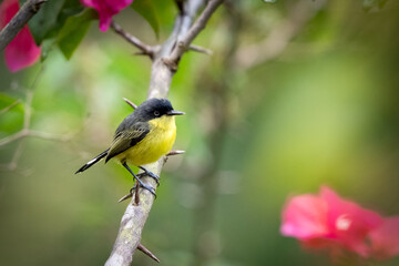 Fototapeta premium The common or black-fronted tody-flycatcher, Todirostrum cinereum