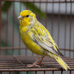 Yellow bird perched on an outdoor cage
